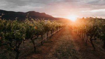 Luxury-Supercar-Escape-Hunter-Valley-Vineyard-image-credit-Erik-Rosenberg-2018