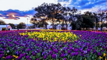 http_prod.static9.net.au_media201809181136Canberra_Floriade_festival_Flowers_6